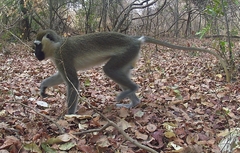 Chlorocebus tantalus