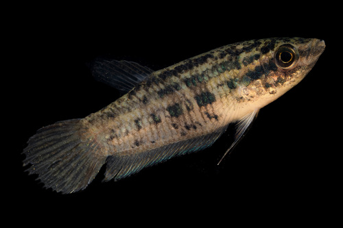Phang Nga betta (Betta pallida) — Osphronemidae — 2