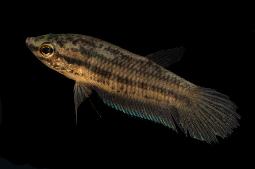 Phang Nga betta (Betta pallida) — Osphronemidae