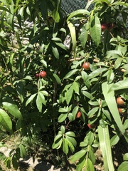 Prunus persica nucipersica