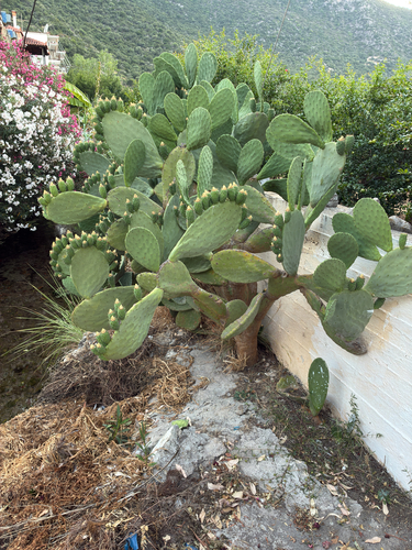Indian fig opuntia