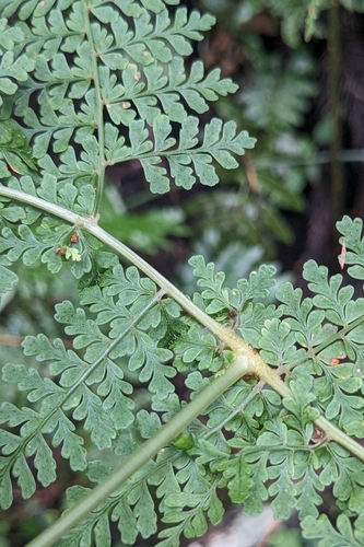 Dryopteris paleolata, photograph 1