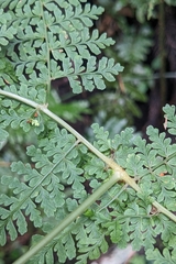 Dryopteris paleolata