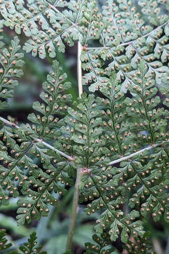 Dryopteris paleolata, photograph 2