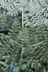 (c) 許文俊, some rights reserved (CC BY-SA) Dryopteris paleolata, photograph (c) 許文俊, some rights reserved (CC BY-SA)