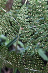 (c) 許文俊, some rights reserved (CC BY-SA) Dryopteris paleolata, photograph (c) 許文俊, some rights reserved (CC BY-SA)