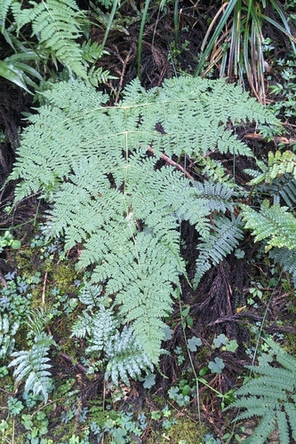 Dryopteris paleolata, photograph 4