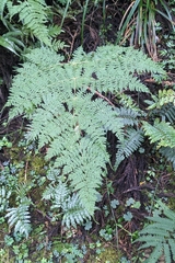 (c) 許文俊, some rights reserved (CC BY-SA) Dryopteris paleolata, photograph (c) 許文俊, some rights reserved (CC BY-SA)