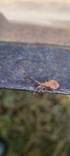 Dock Bug