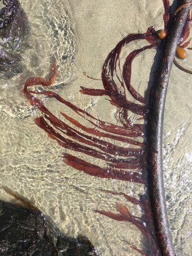Porphyra nereocystis