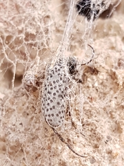 Epicauta atomaria