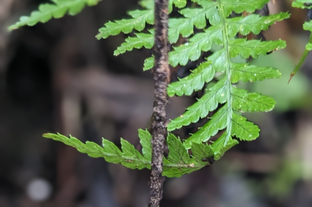 Dryopteris formosana; photograph (c) 許文俊, some rights reserved (CC BY-SA)