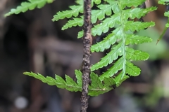 Dryopteris formosana