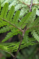 (c) 許文俊, some rights reserved (CC BY-SA) Dryopteris formosana, photograph (c) 許文俊, some rights reserved (CC BY-SA)