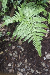 (c) 許文俊, some rights reserved (CC BY-SA) Dryopteris formosana, photograph (c) 許文俊, some rights reserved (CC BY-SA)