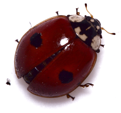 Adalia bipunctata