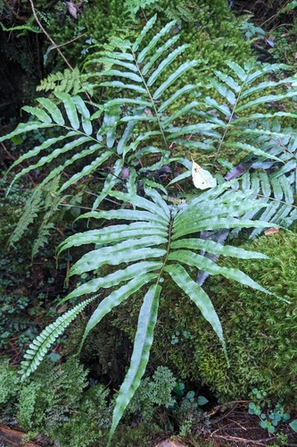 Plagiogyria euphlebia observed 2026-06-28