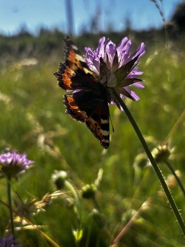 Small Tortoiseshell