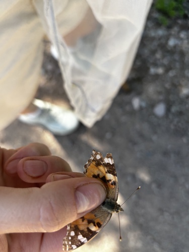 Painted Lady
