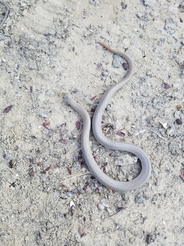 Photo of a Taylor’s Ground Snake (Sonora taylori)