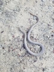 Sonora taylori