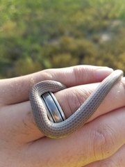 Sonora taylori