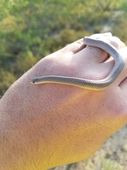 Sonora taylori