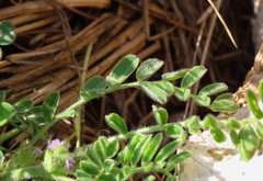 Astragalus sesameus