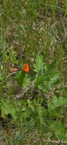 Scarce Copper