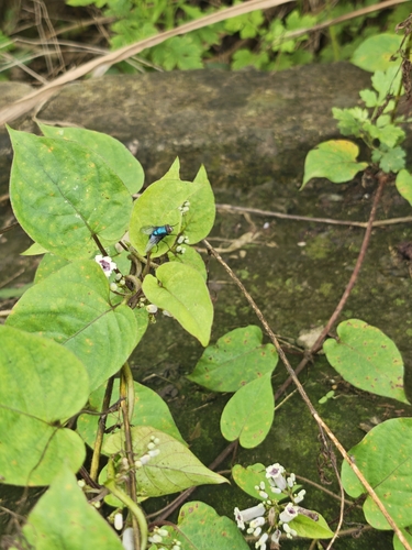 Lucilia porphyrina