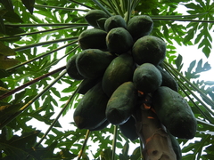 Carica papaya
