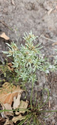 marsh cudweed
