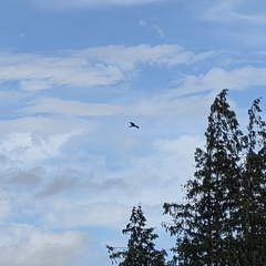 Red Kite