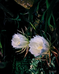 Epiphyllum oxypetalum