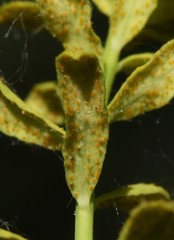 Pucciniaceae