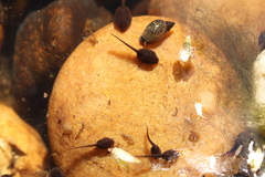 Bufotes viridis viridis