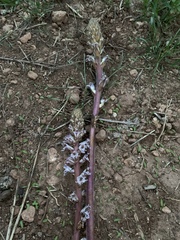 Orobanche crenata