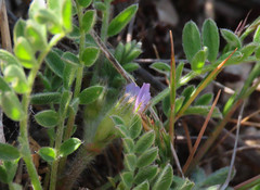 Astragalus sesameus