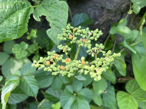Bushkiller