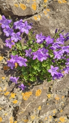 Campanula poscharskyana