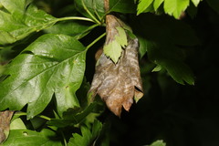 Monilinia johnsonii