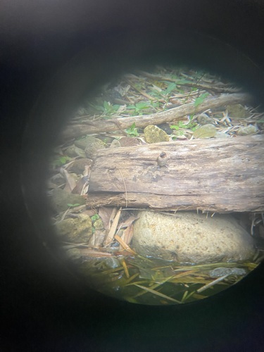 Lonchura punctulata observed 2026-06-29