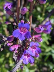 Penstemon spectabilis spectabilis