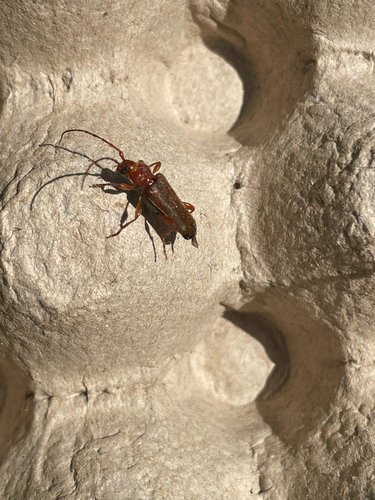 Tanbark Borer