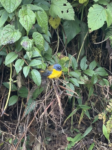 White-starred Robin