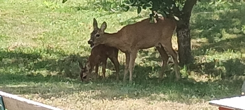 Western Roe Deer