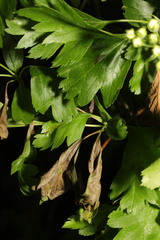 Monilinia johnsonii