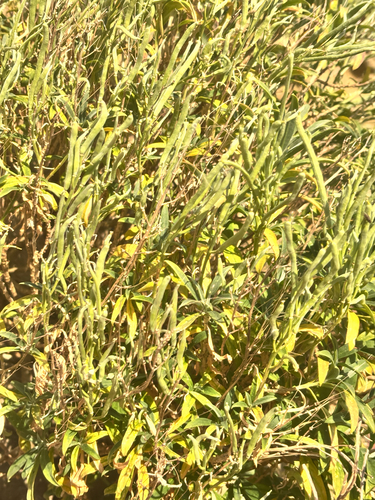 Erysimum × cheiri, photograph 2