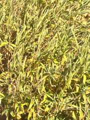 Erysimum × cheiri, photograph author not stated, no rights reserved