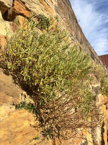 Erysimum cheiri